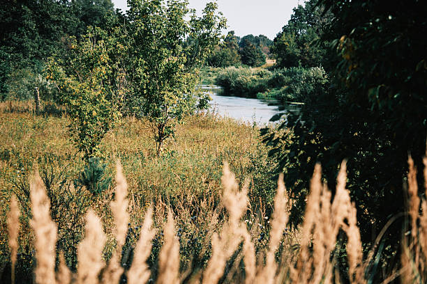 Small quiet rural river in sunny summer day