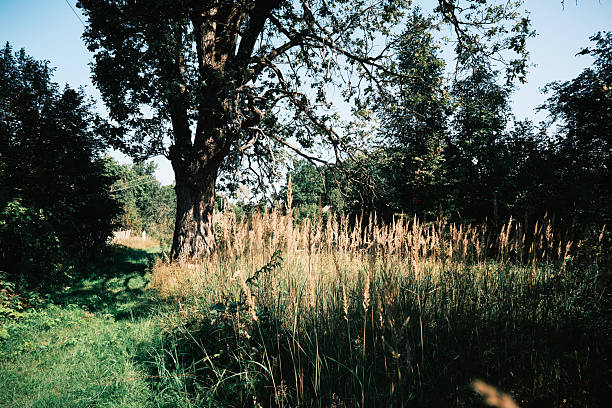 Old oak tree in overgrown summer meadow