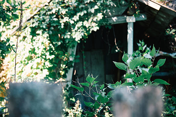 Weeds and trees are taking over the territory of the former village
