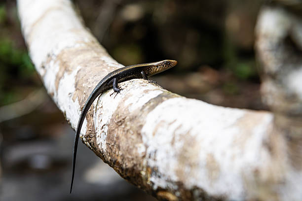 Emoia atrocostata, commonly known as the littoral whiptail-skink, mangrove skink, or littoral skink, is a species of lizard in the family Scincidae. It inhabits mangroves, back-beach vegetation and rocky shorelines. It is semi-aquatic and forages in tidal pools