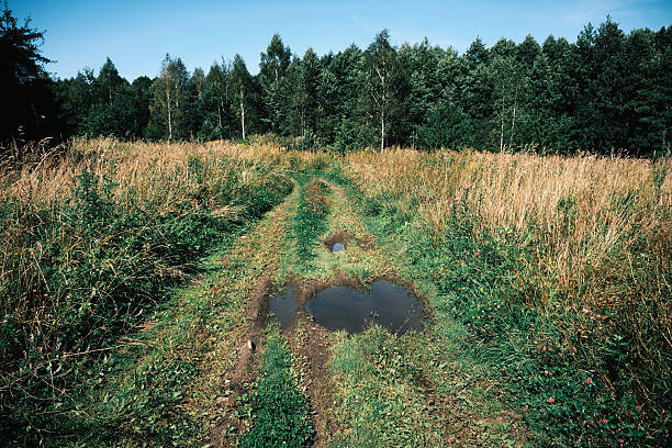 Dirt road in overgrown summer forest towards village