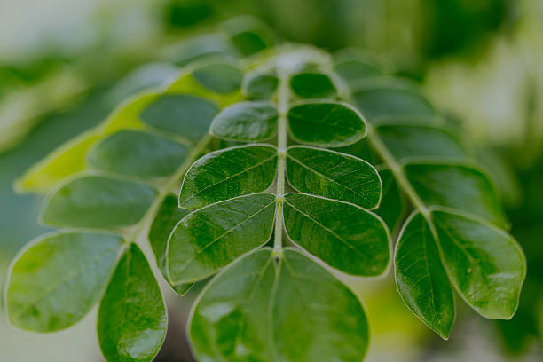 Close up of Moringa oleifera leaves or daun kelor with natural soft background for copyspace. Selective focus.
