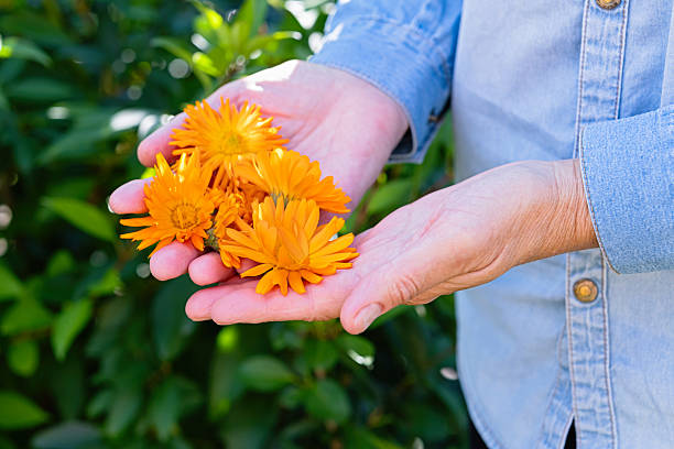 istock Freshly picked calendula flowers in hands 2232688925