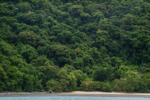 istock Tropical green rain forest on island sea beach 2232689781