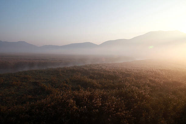A serene landscape of wetlands covered in morning fog, softly illuminated by the rising sun.