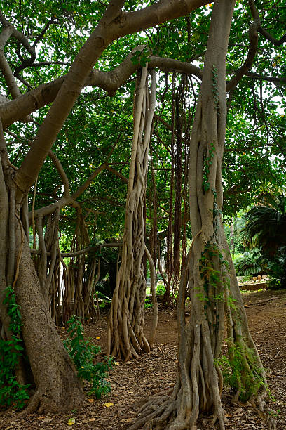 istock Moreton Bay Fig in Palermo, Sicily, Italy 2232691117