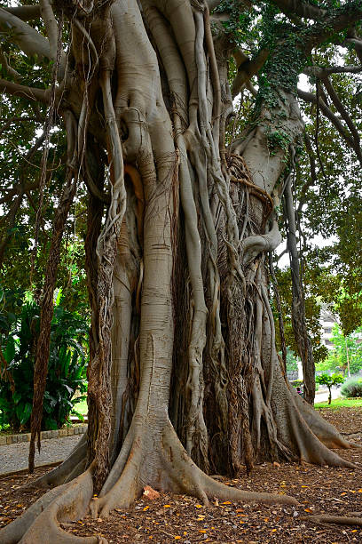 istock Moreton Bay Fig in Palermo, Sicily, Italy 2232691145