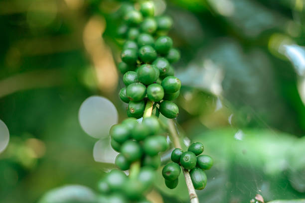 Coffee tree with fresh arabica coffee bean in plantation on the mountain.