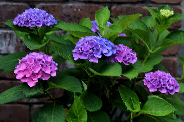 From the Easter season through Mother's Day, hydrangea is one of the most sought-after flowering plants from retail florists and garden centers alike. It's huge, globe-like clusters of blooms impart a regal elegance that is uncommon among potted plants. Unlike other flowering plants, however, the flower color of most hydrangeas can be changed from year-to-year, with a little help from their caregiver. Many gardeners, therefore, consider hydrangea to be the chameleon of the plant world.Hydrangea is a genus in the plant family Hydrangeaceae. The genus contains nearly 75 species of shrubs or small trees, most of which are native to the region of Asia now occupied by Japan, China and Korea. （Missouri Botanical Garden）