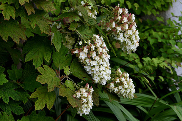 From the Easter season through Mother's Day, hydrangea is one of the most sought-after flowering plants from retail florists and garden centers alike. It's huge, globe-like clusters of blooms impart a regal elegance that is uncommon among potted plants. Unlike other flowering plants, however, the flower color of most hydrangeas can be changed from year-to-year, with a little help from their caregiver. Many gardeners, therefore, consider hydrangea to be the chameleon of the plant world.Hydrangea is a genus in the plant family Hydrangeaceae. The genus contains nearly 75 species of shrubs or small trees, most of which are native to the region of Asia now occupied by Japan, China and Korea. （Missouri Botanical Garden）