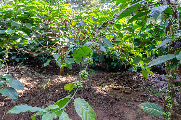 istock Coffee beans on a plant 2232693588