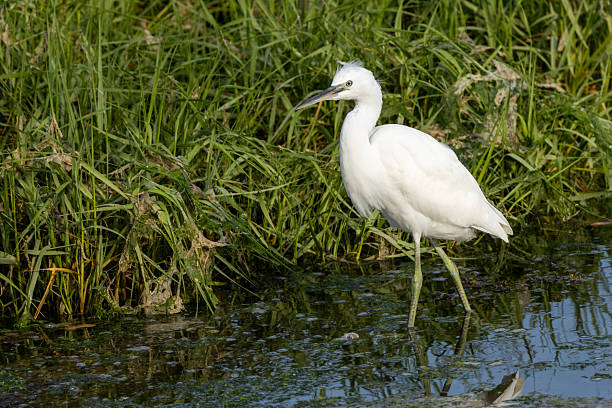 istock Little Egret Egretta garzetta (coastal wetlands and estuaries) Bull Island Dublin 2232695289