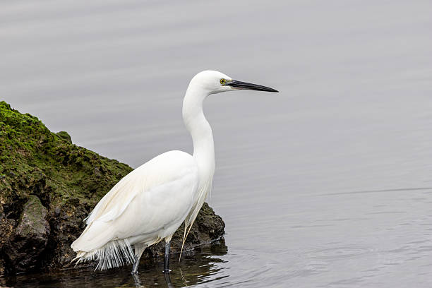 istock Little Egret Egretta garzetta (coastal wetlands and estuaries) Bull Island Dublin 2232695650