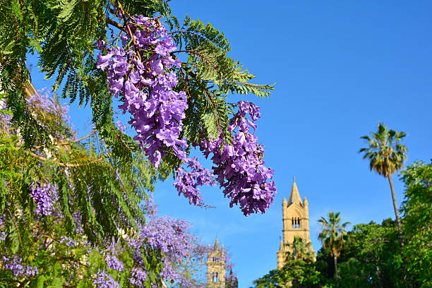 A vibrant Jacaranda tree, Jacaranda Mimosifolia, in full bloom in the historic centre of Palermo, Sicily, Italy, in late spring. Its branches are heavily laden with clusters of lush lavender-purple, trumpet-shaped flowers. The ornate sub-tropical deciduous tree also features delicate, fern-like foliage. In the background, palm trees and the iconic Palermo Cathedral