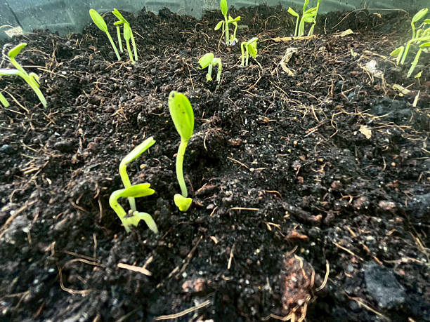 istock The seedlings that germinate are seedlings 2232698614
