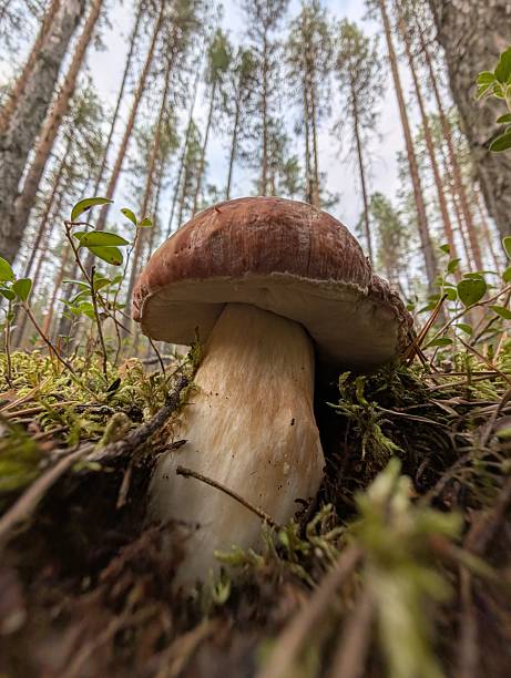 A stunning close-up of a delicious-looking mushroom growing in a serene forest, surrounded by tall trees and soft greenery.