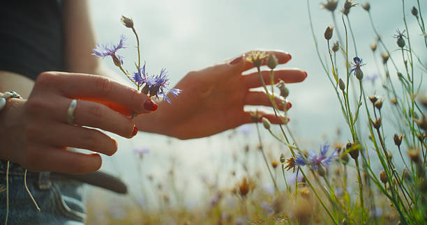 istock Close-up human hand picking blue cornflower flowers 2232703101