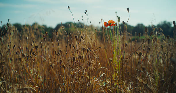 Beautiful sunny meadow in the heat of summer. Low angle view of the grass