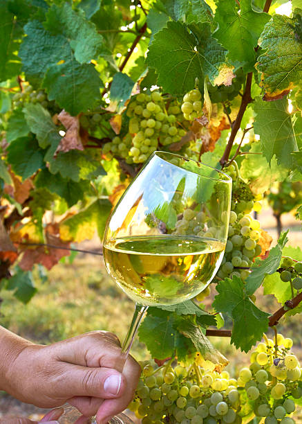 istock White Wine Glass Surrounded by Fresh Grapes Under Warm Harvest Sun 2232704448