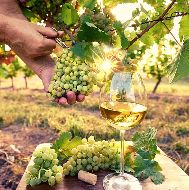 istock White Wine with Fresh Grapes in the Autumn Vineyard Sunlight 2232704517