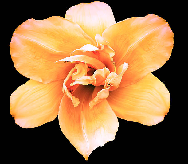 istock Lily  flower  on  black  isolated background with clipping path.  Closeup. For design. View from above.  Nature. 2232706918
