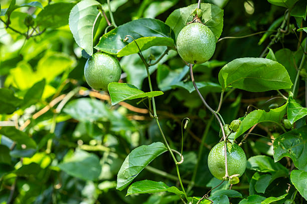 The passion fruit trees in the orchard have borne fruit, but they haven't been picked yet.