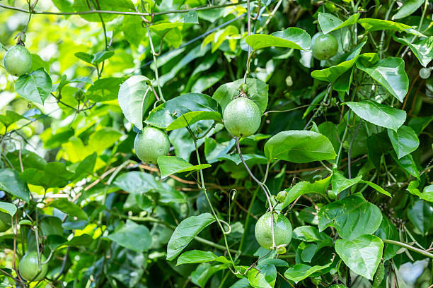 The passion fruit trees in the orchard have borne fruit, but they haven't been picked yet.