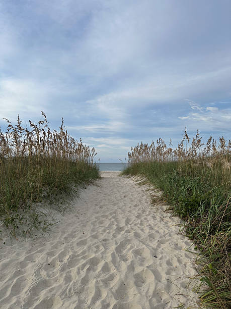 istock Sandy Beach Pathway Through Sea Oats Leading to the Ocean 2232708801