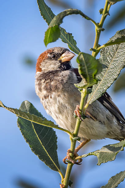 Male house sparrow