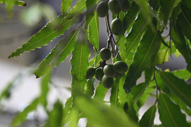 istock Polyalthia longifolia fruits in the tree. 2232710461