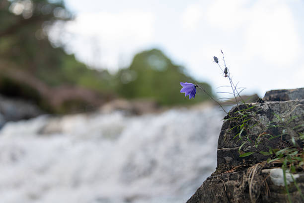 istock A purple harebell growing between rocks in front of a waterfall with a blurred background and copy space. 2232710477