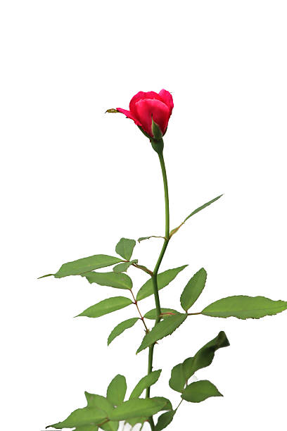 istock Single red rose bud on a tall stem with green leaves, isolated on a clean white background. Perfect for concepts of love, growth, beauty, and botanical studies 2232710497