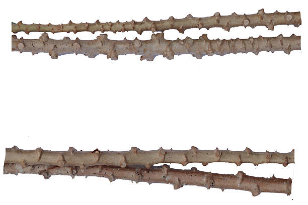 istock segmented brown stems, characteristic of Cassava (Manihot esculenta), are horizontally arranged and isolated on a white background. 2232710832