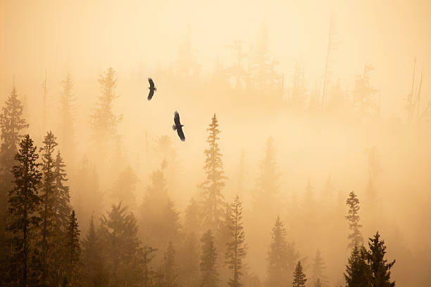 istock British Columbia , bald eagles flying 2232710883
