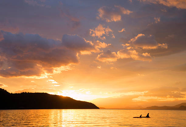 Killer Whales
