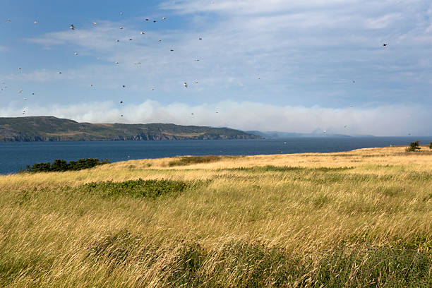 Off Carbonear Island, clouds of smoke from the out of control Kingston Fire billow over the coast of Conception Bay where wildfire flames have devoured over 200 structures including homes in Kingston, Small Point, Broad Cove, Blackhead, Adams Cove, Western Bay, Ocher Pit Cove and Northern Bay.