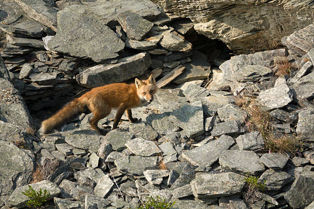 At the top of Freshwater tolt or hill, a red fox hunts along the slate stone walls of an old enclosure in Freshwater Carbonear on the Avalon Peninsula, Newfoundland Canada.