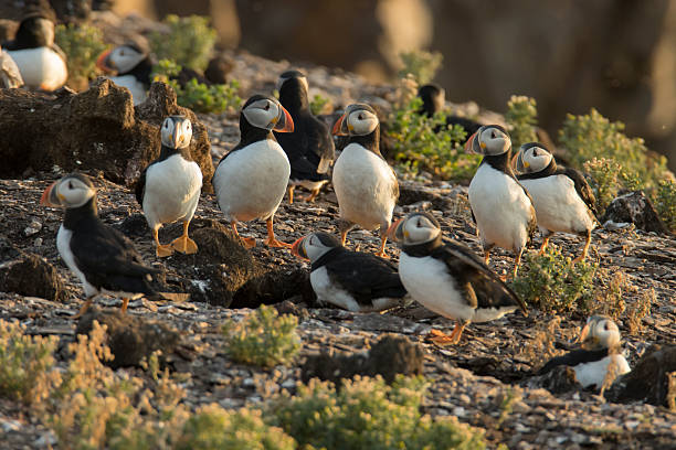 Hermaness National Nature Reserve is a spectacular wildlife reserve at the most northerly tip of the island of Unst on Shetland. It is a place of global importance for wildlife.