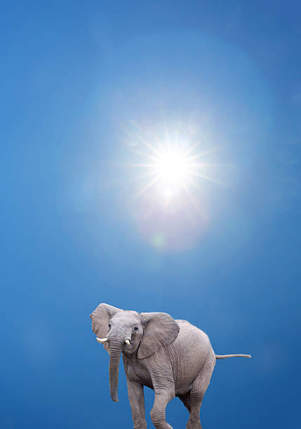 Kenya, Maasai Mara region.  lone elephant and sunburst