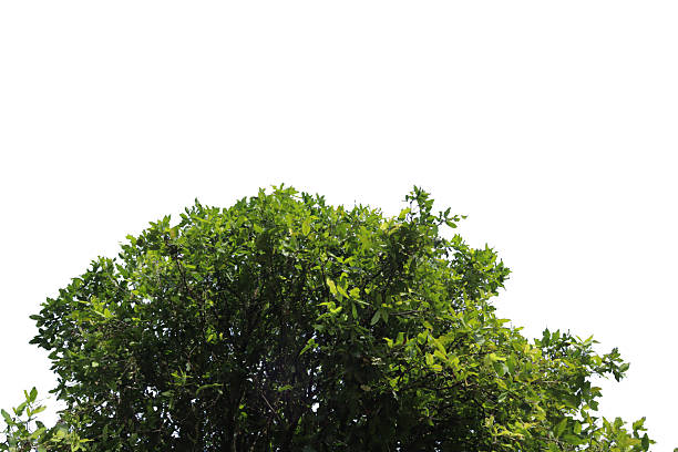 istock Lush green tropical foliage from a tree canopy, isolated on white to create copy space. Rich, dense leaves for nature and environment concepts. Scientific Name: Syzygium polyanthum. 2232711629
