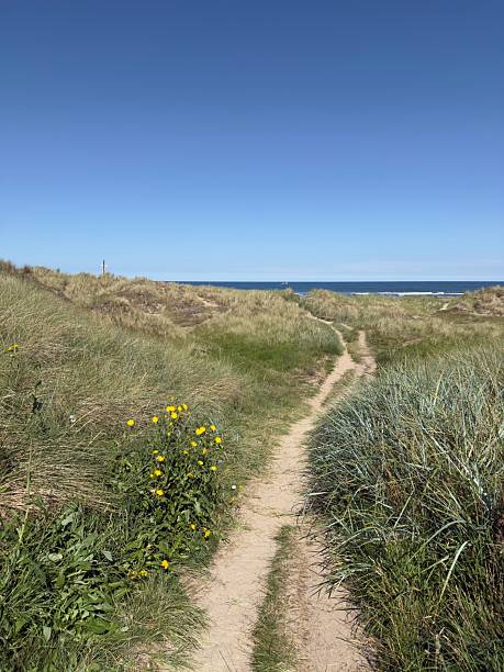istock Path Through The Sand Dunes, Seahouses, Northumberland, England 2232711825
