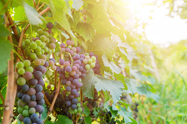 istock grape vine against the backdrop of a large vineyard on a bright sunny day 2232712101