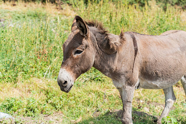 istock donkey eating grass on a lawn on a bright sunny day 2232713071