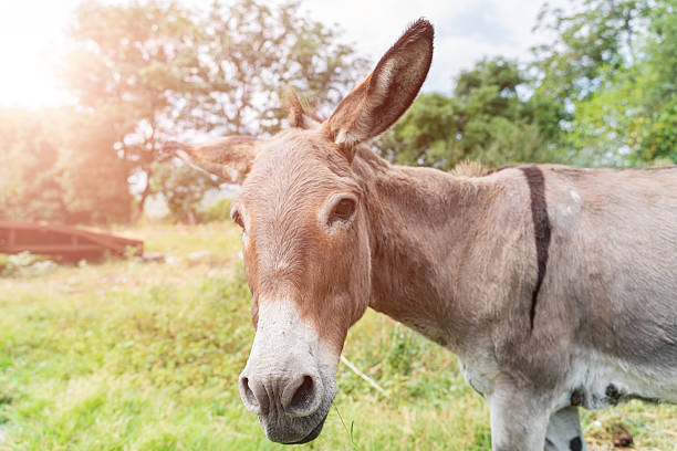 donkey eating grass on a lawn on a bright sunny day