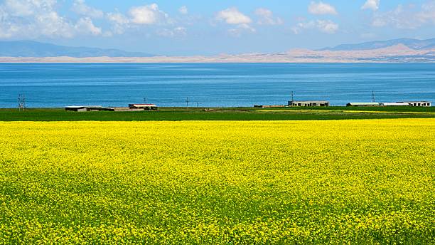 Qinghai Lake is located in the northeastern part of the Qinghai-Tibet Plateau. It is the largest inland saltwater lake in China, with an area of 4,625.6 square kilometers and a water volume of 74.3 billion cubic meters. Qinghai Lake is a typical representative of the plateau inland lake wetlands in the world and is known as the \