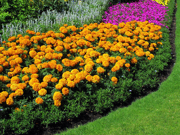 istock Marigold flower bed border during summer 2232713273