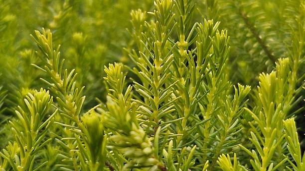 istock Close-up of Juniperus Fresh Green Needle Foliage 2232714019