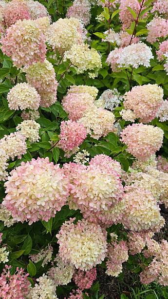 istock Romantic Hydrangea Paniculata Pink Cream Blossoms for Wedding and Decoration 2232714280