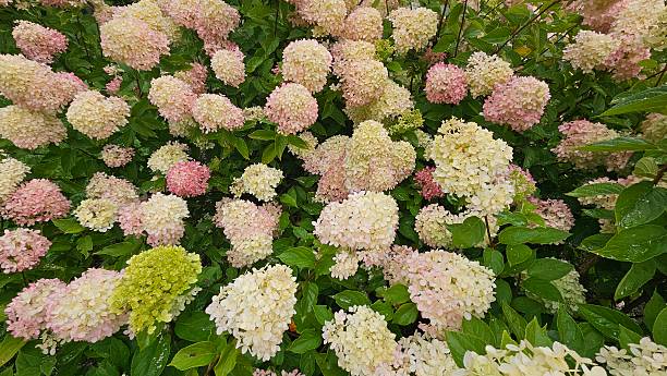 istock Hydrangea Paniculata Panicle Hydrangea Pink and Cream Blossoms in Bloom 2232714311