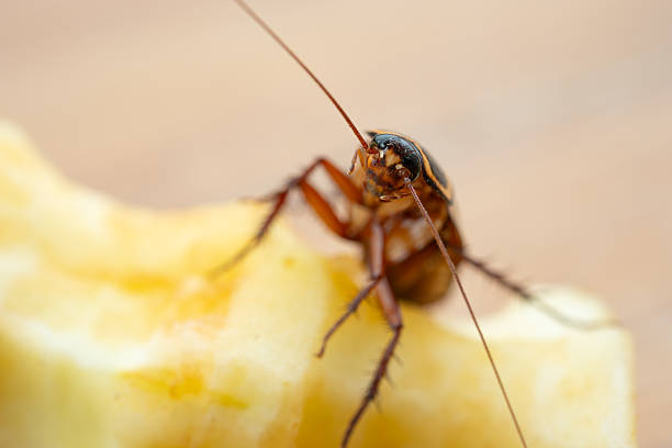istock a cockroach eating a snow pear at horizontal composition 2232714881